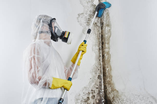 Best Office Mold Removal Services  in Gra Forks Af, ND