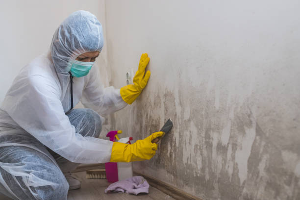 Best Mold Removal Company Near Me  in Gra Forks Af, ND