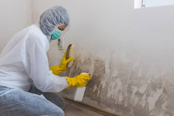 Home Mold Removal in Grand Forks Af, ND