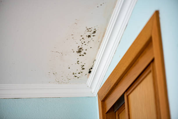 Best Toxic Mold Removal  in Gra Forks Af, ND