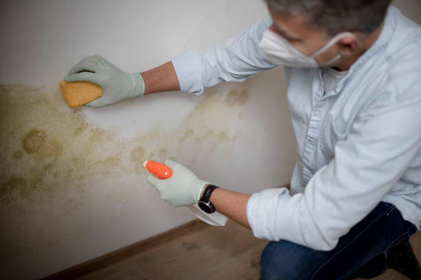 Best Mold Damage Repair  in Gra Forks Af, ND