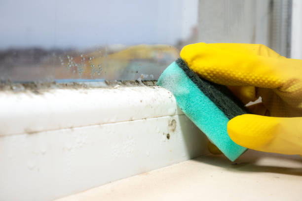 Best Fast Mold Removal  in Gra Forks Af, ND