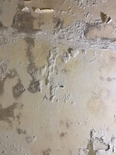 Best Same-Day Mold Removal  in Gra Forks Af, ND