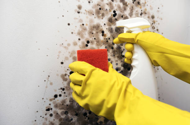 Mold Removal Process in Grand Forks Af, ND