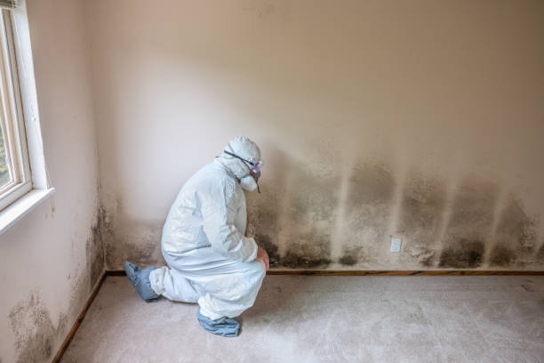 Trusted Grand Forks Af, ND Mold Removal Experts