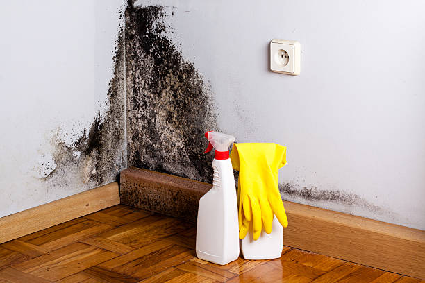 Office Mold Removal Services in Grand Forks Af, ND